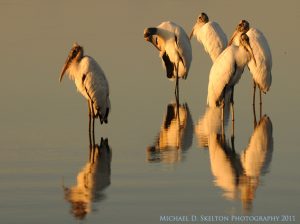 Birding At Fort Desoto Park Light And Matter