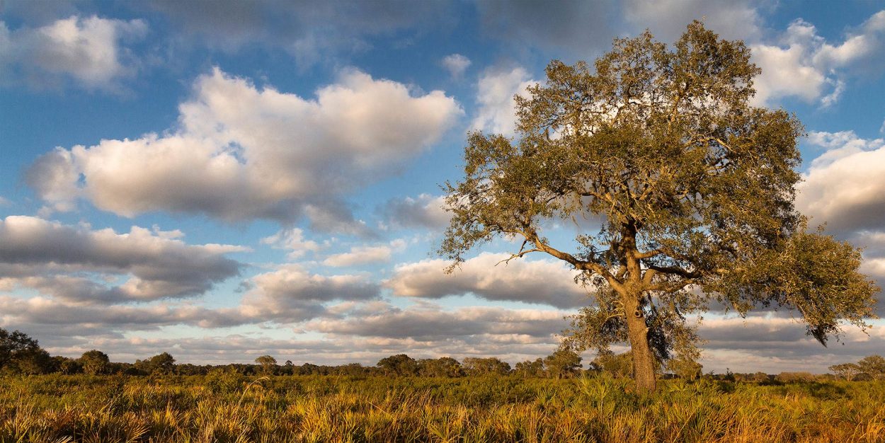 The Trees Of Myakka - Light And Matter